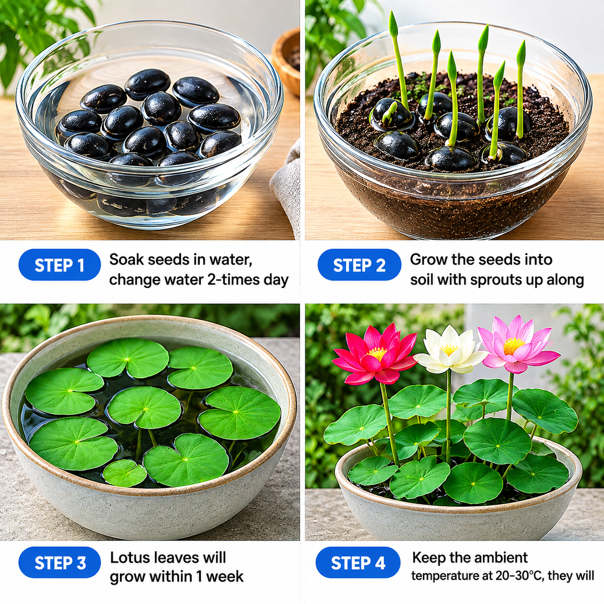 🪷 15 Mixed Bowl Lotus Seeds - Pond & Container Water Lily💧