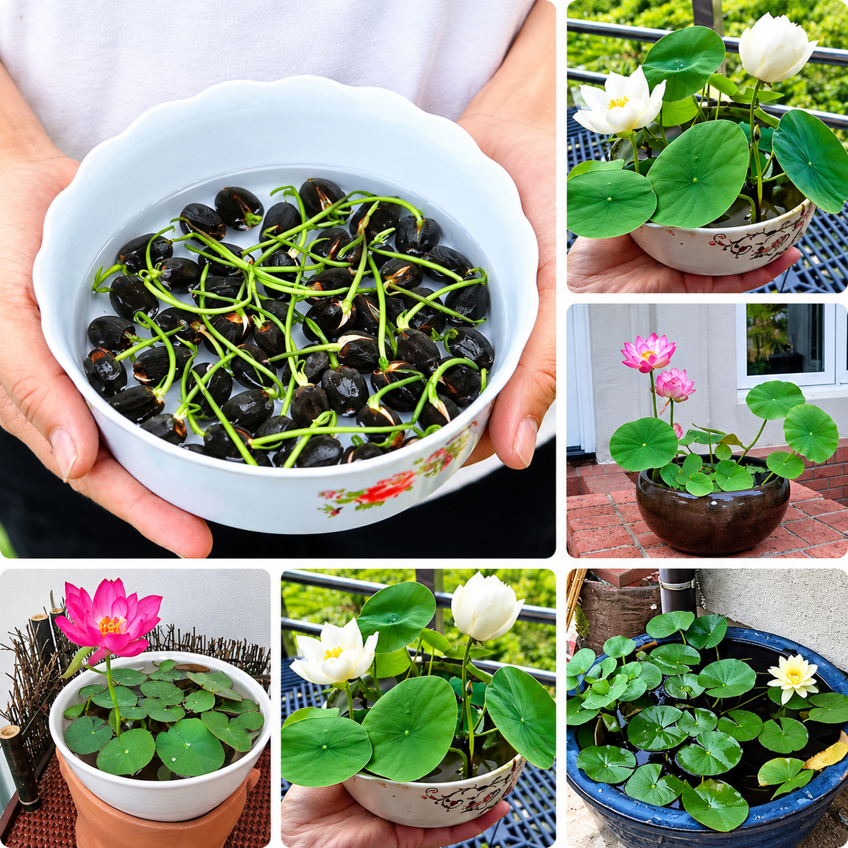 🪷 15 Mixed Bowl Lotus Seeds - Pond & Container Water Lily💧