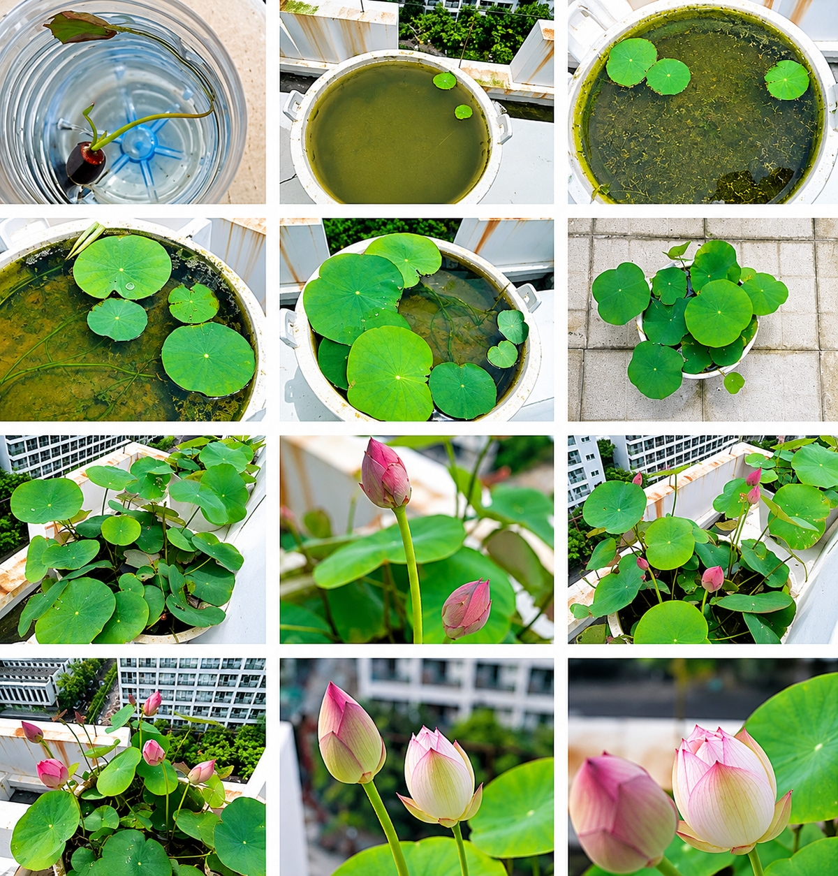 🪷 15 Mixed Bowl Lotus Seeds - Pond & Container Water Lily💧