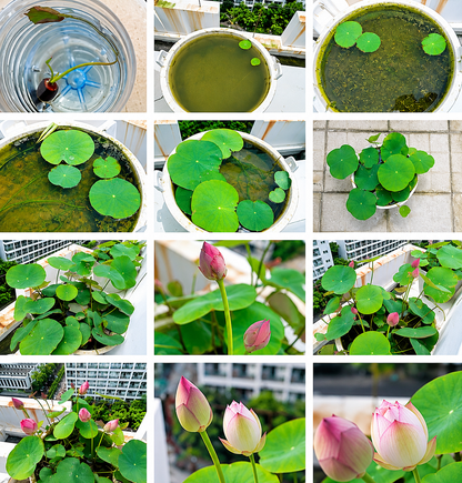 🪷 15 Mixed Bowl Lotus Seeds - Pond & Container Water Lily💧